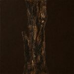 Pień - obrazek 7